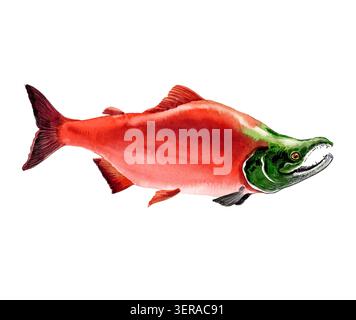 Handgezeichnete Aquarell-Illustration eines Sockeye-Lachses mit rotem Körper und grünem Kopf Stockfoto