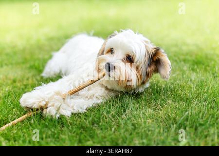 Porträt eines süßen, flauschigen Biewer Yorkshire Terrier Welpen, der auf einem grünen Rasen liegt und einen Holzstock kaut. Kleiner Trikolore Weiss Schwarz Gold biewer ter Stockfoto