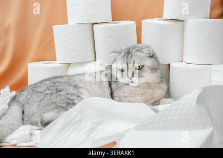 scottish Faltkatze spielt tagsüber mit Toilettenpapierrollen auf orangefarbenem Hintergrund in einer häuslichen Umgebung. Die Katze sieht entspannt neugierig aus, während sie interagiert Stockfoto