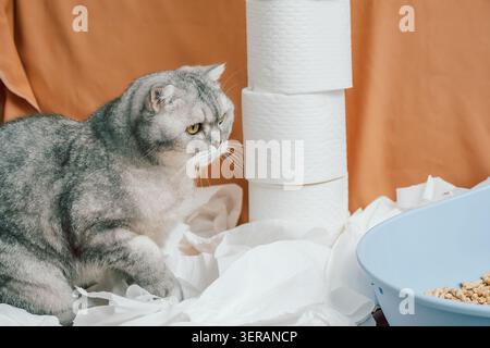Gray Cat erkundet weiße Papierrollen auf orangefarbenem Hintergrund, während Snacks in der blauen Schüssel in der Nähe sitzen. Katze, die mit weißen Papierrollen auf einem leuchtend orangefarbenen s spielt Stockfoto