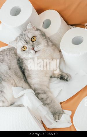 scottish Faltkatze spielt tagsüber mit Papiertüchern und Toilettenpapierrollen in gemütlicher Atmosphäre. Die Katze liegt auf weißen Papierrollen Toilettenpapier Stockfoto