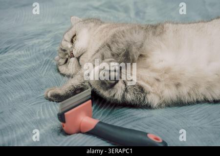 Die Katze entspannt sich am Nachmittag auf einer weichen Oberfläche mit einem Pflegewerkzeug daneben. Die Katze liegt auf einer weichen Oberfläche und sieht ein Pflegewerkzeug in der Nähe an. Die Katze Stockfoto