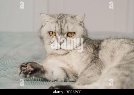 Katze, die tagsüber in gemütlichem Ambiente im Bett liegend ist. Katze lügt, zeigt ernsthaften Ausdruck. Das Tier wirkt entspannt, mit seinem p Stockfoto