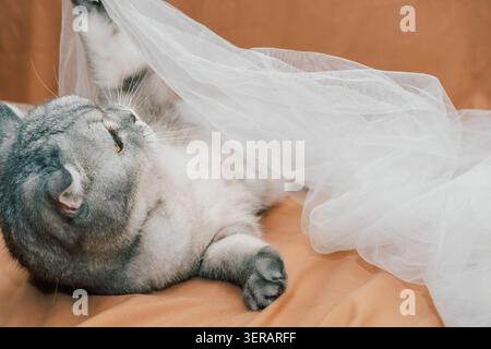 scottish Faltkatze spielt mit weißem Stoff auf brauner Oberfläche während der Freizeit im Innenbereich. Cat zeigt Neugier und Energie, während er mit den s interagiert Stockfoto