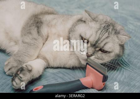 Die Katze entspannt sich am Nachmittag auf einer weichen Oberfläche mit einem Pflegewerkzeug daneben. Die Katze liegt auf einer weichen Oberfläche und sieht ein Pflegewerkzeug in der Nähe an. Die Katze Stockfoto