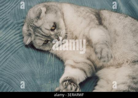 Katze liegt auf weicher blauer Decke und zeigt ihre entspannte Haltung und einzigartiges Fellmuster. Katze ruht, Körper ausgestreckt und Pfoten sichtbar. Fellmischung aus Grautönen, zeigt ausgeprägte Muster und Merkmale. Stockfoto