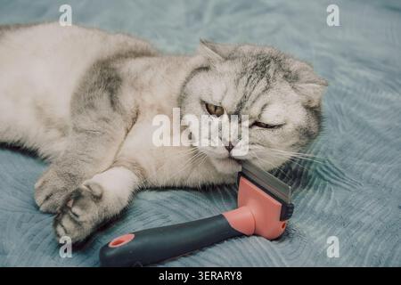 Katze entspannt sich auf weicher Oberfläche mit Pflegewerkzeug daneben am Nachmittag. Die Katze liegt auf einer weichen Oberfläche und schaut auf ein Pflegewerkzeug in der Nähe. Die Katze wirkt ruhig und wohl und genießt den Moment. Stockfoto