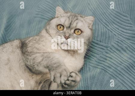 Katze liegt auf weicher blauer Decke und zeigt ihre entspannte Haltung und einzigartiges Fellmuster. Katze ruht, Körper ausgestreckt und Pfoten sichtbar. Fellmischung aus Grautönen, zeigt ausgeprägte Muster und Merkmale. Stockfoto