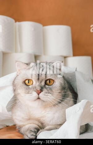 Scottish Fold Katze ruht zwischen Rollen Toilettenpapier in einem Wohnzimmer an einem sonnigen Nachmittag. Katze liegt bequem umgeben von Rollen Toilettenpapier im Wohnzimmer. Katze sieht neugierig und entspannt aus. Stockfoto