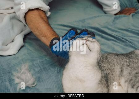 Die Katze tagsüber auf einer weichen Oberfläche mit dem Besitzer mit einer Bürste zur Pelzpflege pflegen. Der Mann bürstet sanft eine graue Katze, die auf dem Rücken liegt. Die Katze scheint entspannt zu sein, da sich der Besitzer auf einer weichen Oberfläche um ihr Fell kümmert Stockfoto