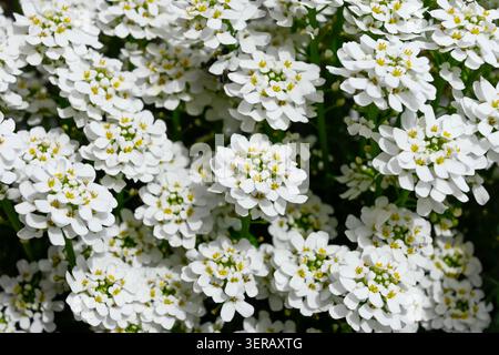 Blüte auf wilden Blumen Iberis sempervirens, immergrüne Süßigkeiten oder mehrjährige Süßigkeiten, Pflanze von der Iberischen Halbinsel, Europa, Natur Hintergrund, gard Stockfoto