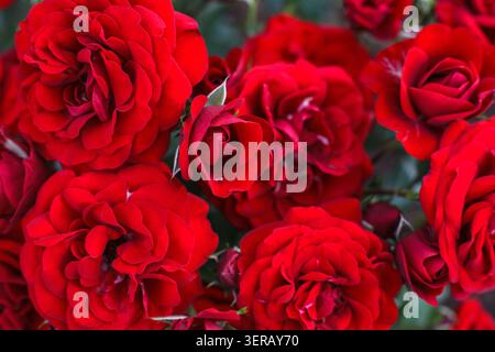 Eine Nahaufnahme von mehreren üppigen roten Rosen, die zusammen auf einem Busch blühen und einen natürlichen floralen Hintergrund bilden. Stockfoto