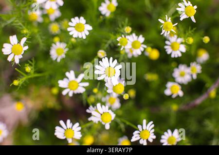 Blick aus einem hohen Winkel auf wilde Kamillenblüten mit gelben Mittelpunkten und weißen Blüten, die auf einer grünen Wiese wachsen. Stockfoto