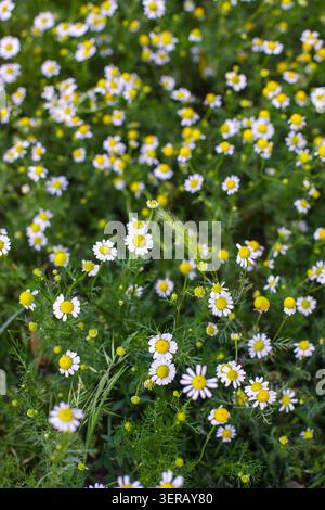 Eine vertikale Nahaufnahme weißer Kamillenblüten mit gelben Zentren, die im Sommer auf einem grünen Feld wachsen. Stockfoto