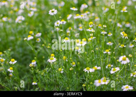 Eine horizontale Aufnahme auf Augenhöhe von mehreren weißen, Gänseblümchen ähnlichen Kamillenblüten mit gelben Zentren, die in einem Feld mit selektivem Fokus wachsen. Stockfoto
