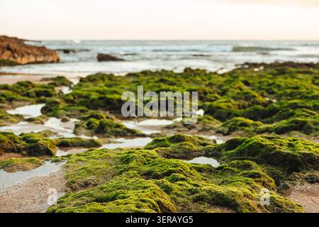 Moosbedeckte Felsen am Ufer bei Sonnenuntergang mit sanften Wellen im Hintergrund. Die Szene zeigt große Steine, bedeckt mit grünem Moos Carcavelos Beach. Licht auf die Landschaft werfen. Wellen kommen und gehen, natürliches Licht Stockfoto