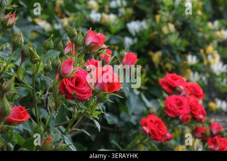 Horizontale Nahaufnahme eines leuchtenden roten Rosenbusches, der mit vielen grünen Knospen unter weicher natürlicher Beleuchtung und Kopierraum blüht. Stockfoto