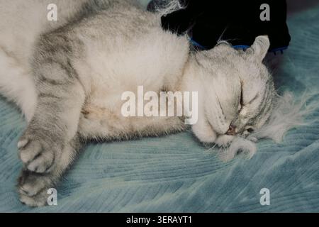 Die Katze tagsüber auf einer weichen Oberfläche mit dem Besitzer mit einer Bürste zur Pelzpflege pflegen. Der Mann bürstet sanft eine graue Katze, die auf dem Rücken liegt. Die Katze scheint entspannt zu sein, da sich der Besitzer auf einer weichen Oberfläche um ihr Fell kümmert Stockfoto