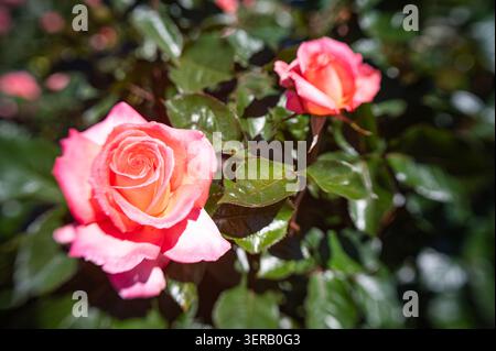 Rosafarbene und gelbe Rosen blühen in einem üppigen Gartenbeet in den Christchurch Botanic Gardens. Stockfoto