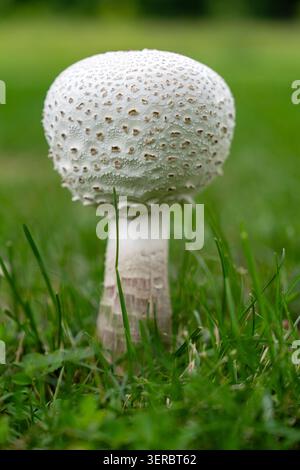 Hochwertige vertikale Nahaufnahme eines einzelnen Wildpilzes mit strukturierter weißer Kappe, der auf einem natürlichen grünen Rasen wächst. Detaillierte Naturfotografie, boke Stockfoto