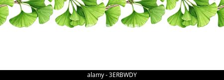 Ginkgo biloba nahtlose Grenze Clipart Aquarellillustration, Hand gezeichnetes grünes Blatt-Muster für botanisches Design, Kräuter-Branding, natürliches Thema Stockfoto