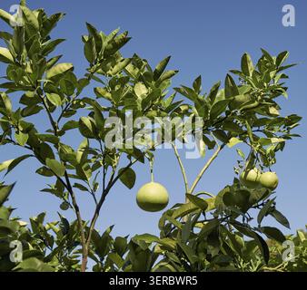 Die Zweige des Egami-Buntan Zitrusfrucht-Pomelo (Citrus maxima) mit reifen Früchten. Pomelo-Früchte hängen auf Ast von Zitrusbaum auf blauen Himmel backgrou Stockfoto
