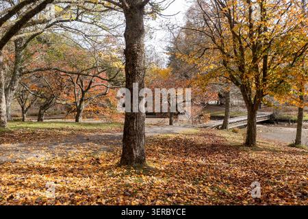 Blick auf den McLaren Falls Park mit herbstlichen Bäumen mit leuchtendem gelb-orangenem Laub und einer hölzernen Brücke über einen Bach in Omanawa, Bay of Plenty Reg Stockfoto