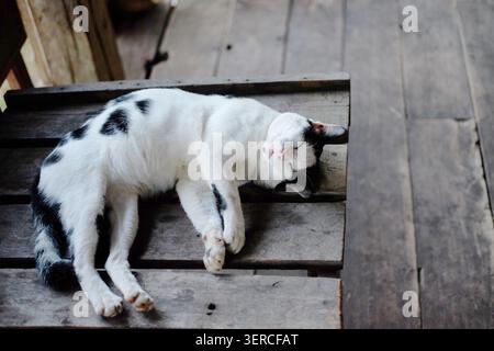Niedliche schwarz-weiße Katze, die auf einem Holztisch bei natürlichem Sonnenlicht auf der Terrasse ruht und schläft Stockfoto