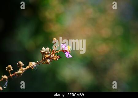 Blühender rosafarbener Himalaya-Kirschbaum oder Sauerkirsche, Prunus cerasoides blüht Zweige in natürlichem Sonnenlicht Stockfoto