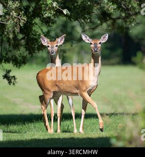 Ein Paar Weißschwanzhirsche, eine Hirschkuh und ein Bock stehen an einem sonnigen Sommertag in Texas unter dem Baum Stockfoto