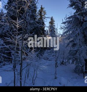 Eine wunderschöne Winterlandschaft am Morgen, die den Sonnenaufgang durch satinierte Nadelbäume und eisbedeckte Äste in einem verschneiten Alpenwald bei Spitzin zeigt Stockfoto