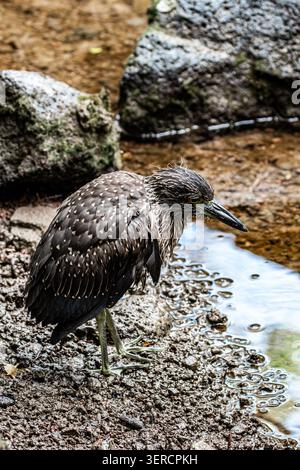 Jungreiher (Butorides sundevalli) auf vulkanischen Felsen neben einem flachen Gezeitenbecken auf den Galapagos-Inseln in Ecuador. Dieser endemische Vogel Stockfoto