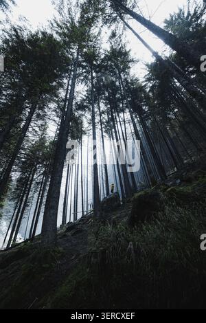 08. Juni 2024: Blick auf hohe immergrüne Bäume aus einem niedrigen Winkel mit einer Person in gelber Jacke, die auf einem Felsen in einem nebeligen Wald mit dichtem Baldachin steht. Stockfoto