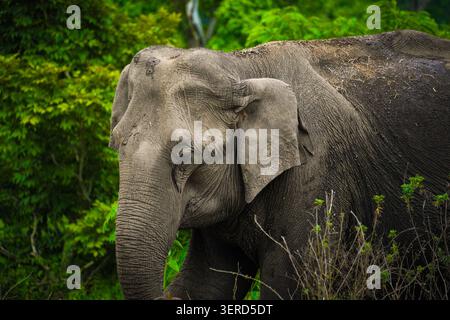 Nahaufnahme des Seitenprofils eines wilden, mächtigen asiatischen Elefanten mit detailliertem Kopf, faltigem Rumpf und Hautstruktur im Bandipur National Park, Indien. Stockfoto