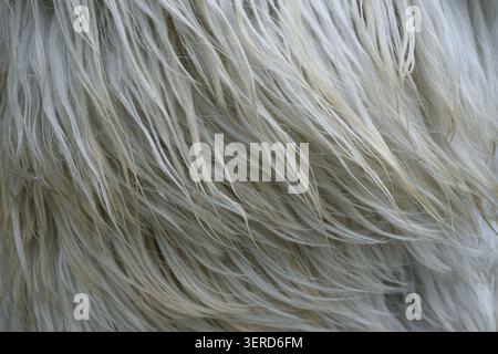 Schafwolle-Fleece-Textur zeigt blass verworrene Fasern, lange wellige Fasern und natürliche Tierfasern. Stockfoto
