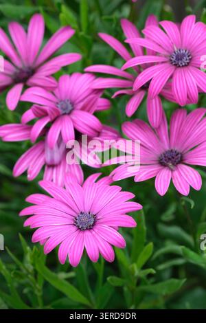 Osteospermum Nairobi Purple, African Gänseblümchen Tresco Purple, Osteospermum Tresco Purple, tiefmagentarote Blüten wie Gänseblümchen Stockfoto