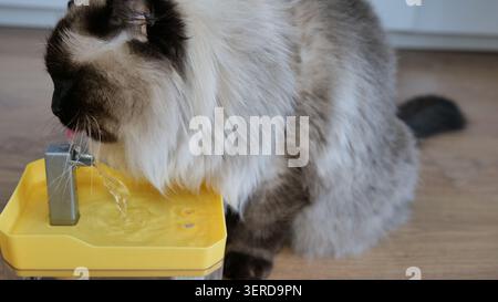 Ragdoll Cat Trinkwasser aus einem Tierbrunnen Stockfoto