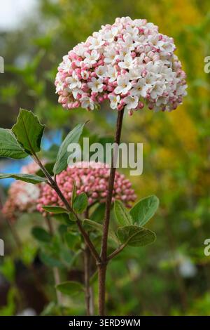 Viburnum carlcephalum, duftender Schneeball, große, abgerundete Balken mit rosafarbenen weißen Blüten Stockfoto