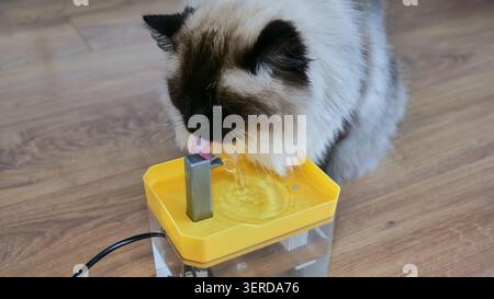Ragdoll Cat Trinkwasser aus einem Tierbrunnen Stockfoto