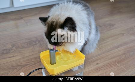 Ragdoll Cat Trinkwasser aus einem Tierbrunnen Stockfoto
