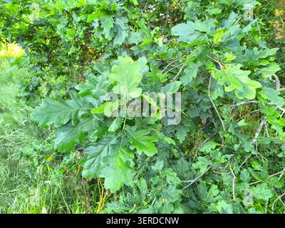 Gelobte grüne Blätter der Europäischen Eiche, Quercus robur Stockfoto