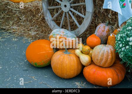 Pulsierende Kürbisse und Kürbisse sind in einem Stillleben vor dem Hintergrund von Heuballen und einem alten Wagenrad angeordnet Stockfoto
