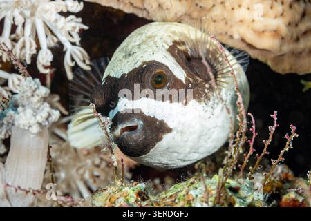 Ägypten, Scharm El Sheikh, maskierter Puffer (Arothron diadematus) Stockfoto