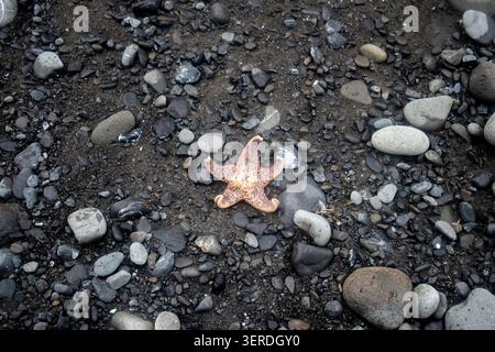 Blick auf einen Seestern, der an einem dunklen felsigen Strand mit glatten Kieseln und nassem Sand liegt, an der Lost Coast im Humboldt County, Kalifornien, USA. Stockfoto