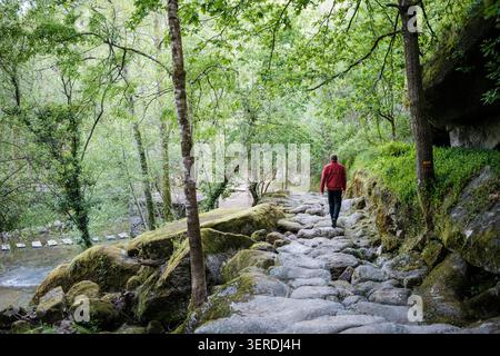 Man wandert auf einem moosigen Kopfsteinpflasterweg neben einem Fluss in einem üppigen Wald Stockfoto
