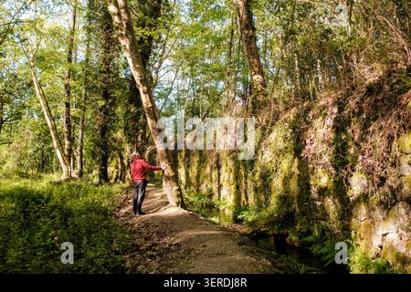 Senior Mann, der einen ruhigen Spaziergang entlang eines Waldweges mit Bäumen und einer Steinmauer genießt Stockfoto