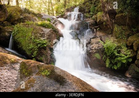 Wasserfall, der einen Bach durch üppige Wälder hinabführt Stockfoto