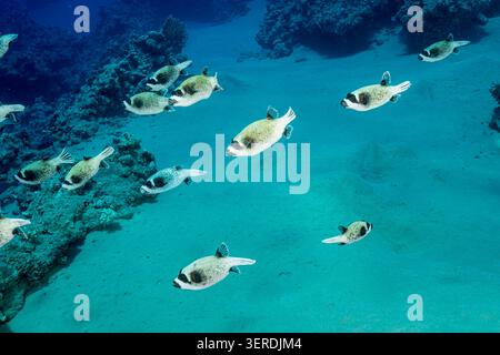 Ägypten, Scharm El Sheikh, maskierter Puffer (Arothron diadematus) Stockfoto