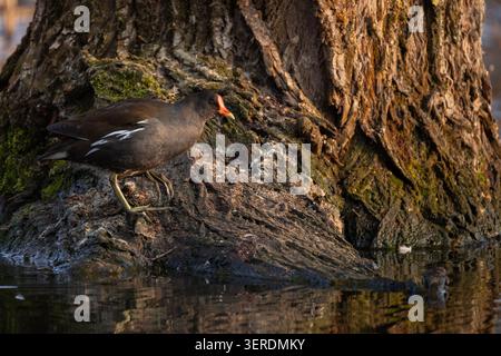 Gemeiner Moorhen steht am Baum nahe dem Wasserrand bei Sonnenuntergang Stockfoto