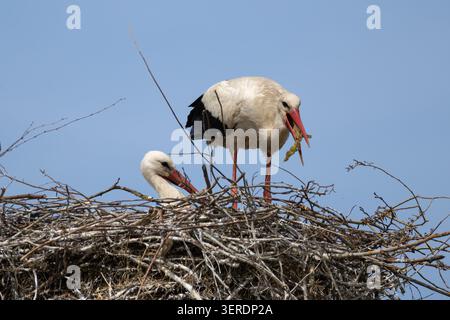 Zwei Weißstörche bauen ein Nest, ein Vogel brütet Eier und ein anderer bringt einen Zweig Stockfoto